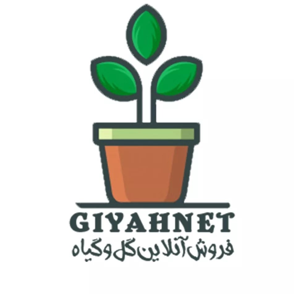 گیاه نت | خرید گل و گیاه آپارتمانی