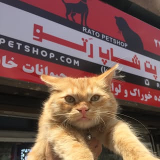 پت شاپ رتو 🐾